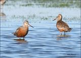 Hudsonain Godwit males, Wagoner Co., OK, 4-29-2024_2943z.jpg
