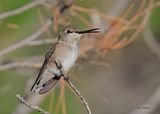 Black-chinned Hummingbird female, Paradise, AZ. 9-1-2024__5108D.jpg