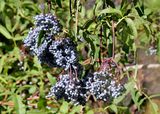 Blue Elderberry, Barfoot Park, AZ. 9-3-2024_7483z.jpg