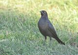 Brewers Blackbird, Eagle Nest, NM, 9-13-2024_6565zD