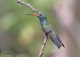 Broad-billed Hummingbird male, Patagonia, AZ, 9-9-2024_5463zD.jpg