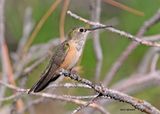 Broad-tailed Hummingbird female, Paradise, AZ. 9-3-2024_7656z.jpg