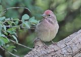 Cassins Finch male, Capulin Spring, Sandia Mts, NM, 8-31-2024__3623zD.jpg