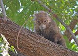 Coatimundi, Paradise, AZ, 9-6-2024_0372z.jpg