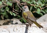 Green-tailed Towhee, Capulin Spring, Sandia Mts, NM, 9-12-2024_6213z.jpg