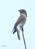 Western Wood-Pewee, Paradise, AZ, 9-6-2024_0883z.jpg