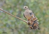 White-winged Dove, Ash Canyon, Sierra Vista, AZ.  9-8-2024_4254z.jpg