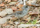 Yellow-eyed Junco juvenile, Paradise, AZ. 9-2-2024_5356z.jpg