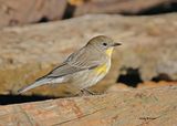 Yellow-rumped Warbler - Audubon, Capulin Spring, Sandia Mts, NM, 8-31-2024_3018z.jpg