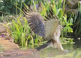 Red-shoulded Hawk juvenile, Rogers Co yard, OK, 9-19-2024_7854a.jpg