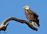 Bald Eagle adult, Fort Gibson dam, OK, 11-15-2024_4377zDL.jpg