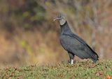 Black Vulture, Fort Gibson dam, OK, 11-15-2024_3805zDL2.jpg