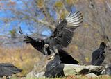 Black Vulture, Fort Gibson dam, OK, 11-15-2024_4205zDL.jpg