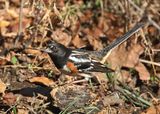 Spotted Towhee male, Nowata Co, OK, 11-30-2024_4833zDn.jpg