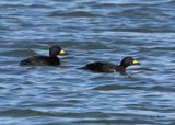 Black Scoter male, Tulsa Co, Ok, 12-30-2024_6093z.jpg