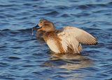 Gadwall female, Oklahoma Co, OK, 1-24-2025_8056az.jpg
