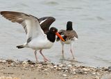 American Oystercatcher, Bolivar Flats, TX, 4-30-2025_2921az.jpg