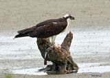 Osprey, S. Padre Is, TX, 4-23-2025_1224az.jpg