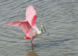 Roseate Spoonbill, Port Aransas, TX, 4-28-2025_1036az.jpg