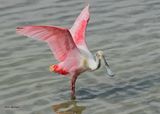 Roseate Spoonbill, Port Aransas, TX, 4-28-2025_1067az.jpg
