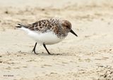 Sanderling, Surfside, TX, 4-29-2025_2342az.jpg