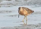 Short-billed Dowitcher, S. Padre Is, TX, 4-23-2025_114az.jpg
