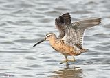 Short-billed Dowitcher, S. Padre Is, TX, 4-23-2025_67az.jpg