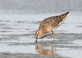 Short-billed Dowitcher, S. Padre Is, TX, 4-24-2025_5255az.jpg