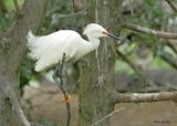 Snowy Egret High Island, TX, 4-30-2025_2974az.jpg