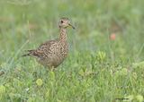 Upland Sandpiper, S. Padre Is, TX, 4-22-2025_1038z.jpg