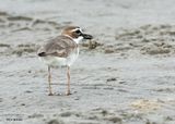 Wilsons Plover male, S. Padre Is, TX, 4-23-2025_11az.jpg