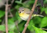 Philadelphia Vireo, Magee Marsh, OH, 5-16-2025_5044az.jpg