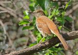Brown Thrasher, Rogers Co yard, OK, 4-15-2025_0688az.jpg