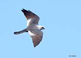 Mississippi Kite, Tulsa Co, OK, 6-2-2025_7775az.jpg