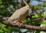 Mourning Dove, Rogers Co yard, OK, 4-15-2025_0686az.jpg