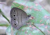 Carolina Satyr, Nowata Co, OK, 5-28-2025_6487z.jpg