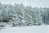 Et vers le Sud sous la neige