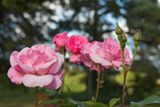 DSC_0912.jpg