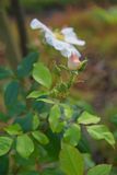 DSC_0916.jpg