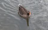 DSC_4468.jpg