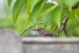 Nikon 70-300mm f4-5.6 VRii -2