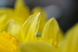 Sigma 105mm f2.8 Macro -3
