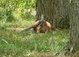 Fujifilm XF70-300mm 4-5.6 R LM OIS WR - 6 16.jpg
