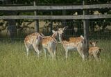 Fujifilm XF70-300mm 4-5.6 R LM OIS WR - 6 7.jpg
