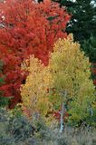 Buckskin Autumn Scene DSC_6702.JPG