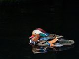 P1257082e2.jpg