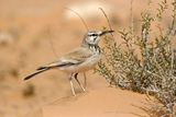 Allodola Beccocurvo (Alaemon alaudipes) - Hoopoe Lark