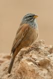 Zigolo delle case (Emberiza sahari) - House Bunting