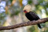 Blond-crested Woodpecker (Celeus flavescens) ♂ - Picchio crestabionda