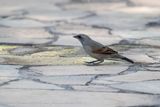 Baywing (Agelaioides badius) - Molotro Alicastane